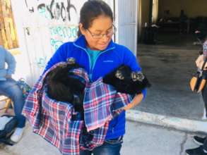 Spay and neuter campaing