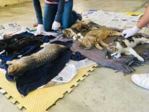 Spay and neuter campaing