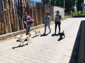 Spay and neuter campaing