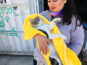 Spay and neuter campaing