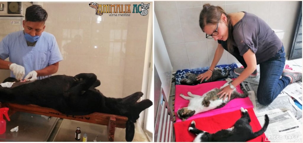 spay and neuter campaing