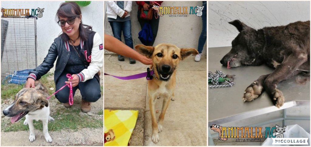 spay and neuter campaing