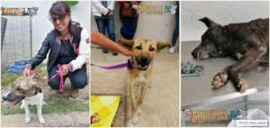 spay and neuter campaing