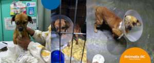 Canelita before and after her surgery