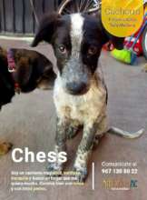 Chees ready to be adopted
