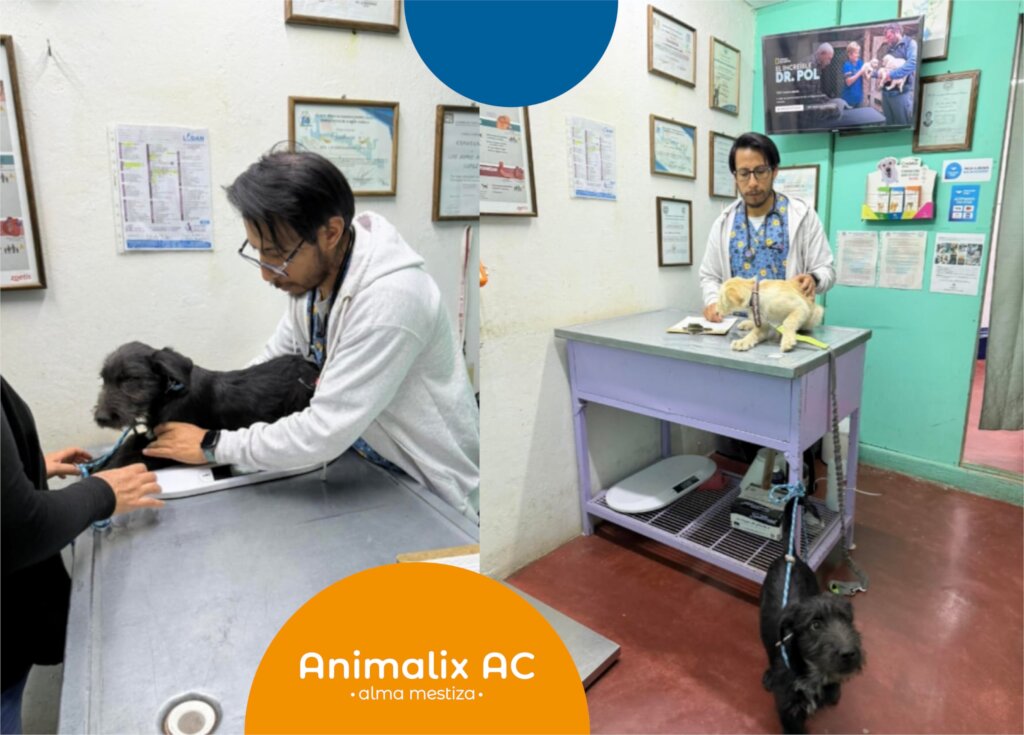 Free veterinary medical care