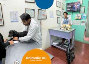 Free veterinary medical care