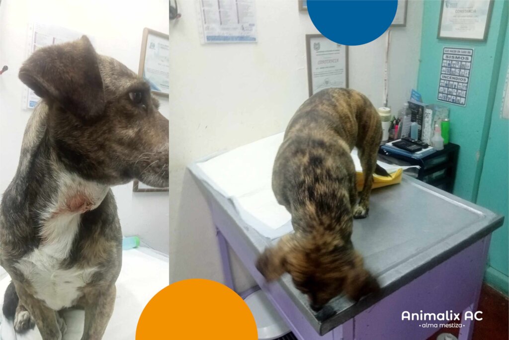 Free veterinary medical care