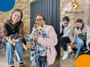 Spay and neuter campaign, 20 september 2025
