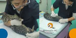 Free veterinary medical care