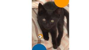 Free veterinary medical care