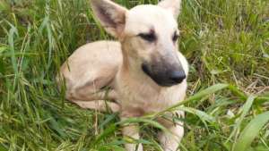 Dog with fracture