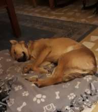 Dog adopted (Cookie)