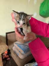 cats rescued and adopted