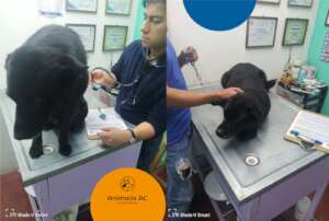 Free veterinary medical care