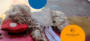 Free veterinary medical care