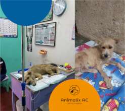 Free veterinary medical care