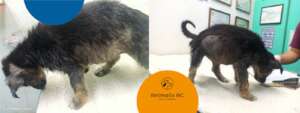 Free veterinary medical care