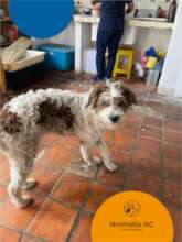 Free veterinary medical care