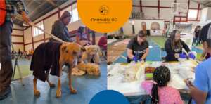 Spay and neuter campaign, April 12 to 14