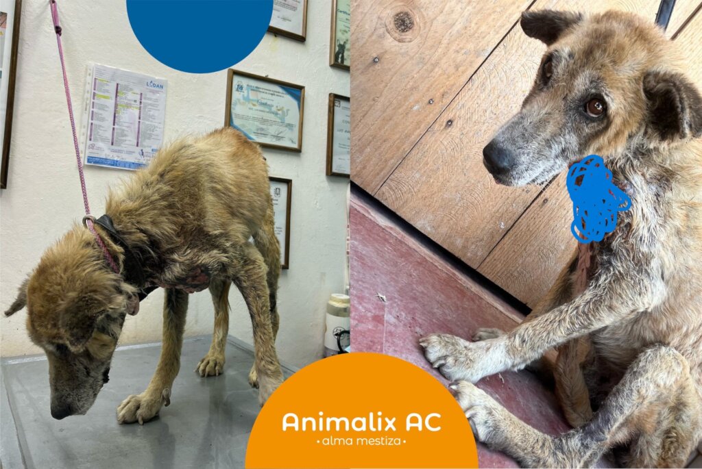 Joya receiving medical attention