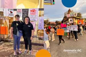 Activism against animal abuse