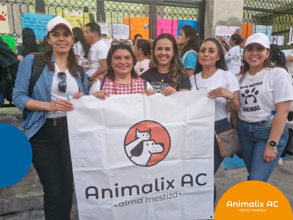 Activism against animal abuse