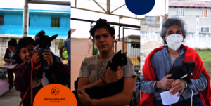 Spay and Neuter Campaign