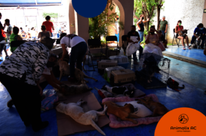 Spay and Neuter Campaign