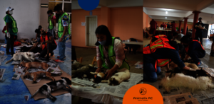 Spay and Neuter Campaign