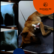Dog wounded with gun