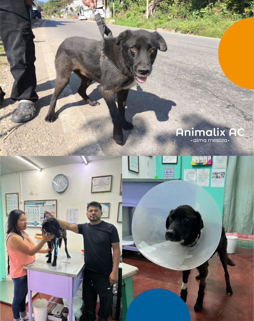 Negrito before and after his surgery