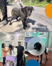 Negrito before and after his surgery