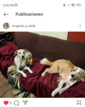Nikte happily adopted