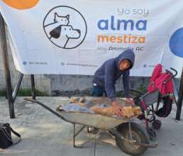 Spay and neuter campaign, November 23 and 24