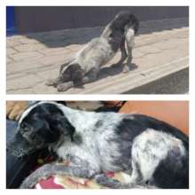 Pancho: on the street and at the vet