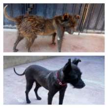 Pigpen: before and after