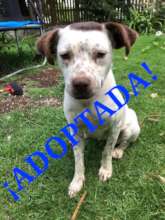 Dog adopted (freckles)