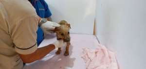 Puppy with scabies
