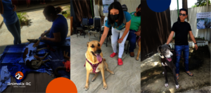 Spay and neuter campaign in San Fernando