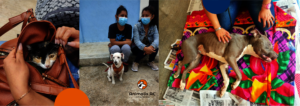 Spay and neuter campaign in Tuxtla