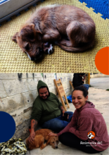 Bos rescued and with its adopters