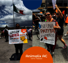 March against animal abuse, June 24, Mexico City