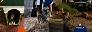 Sanson, Pinta, Eva, Sonrisas, Gordo y Botones