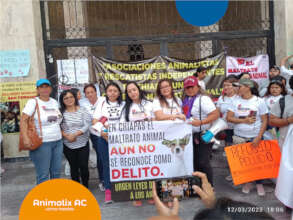 March against animal abuse