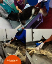 Free veterinary medical care