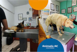 Free medical consultations