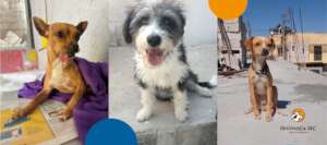 Rescued dogs