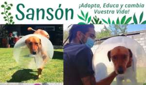 Samson recovering from amputation