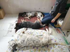 Spay of Storm and Tomasa